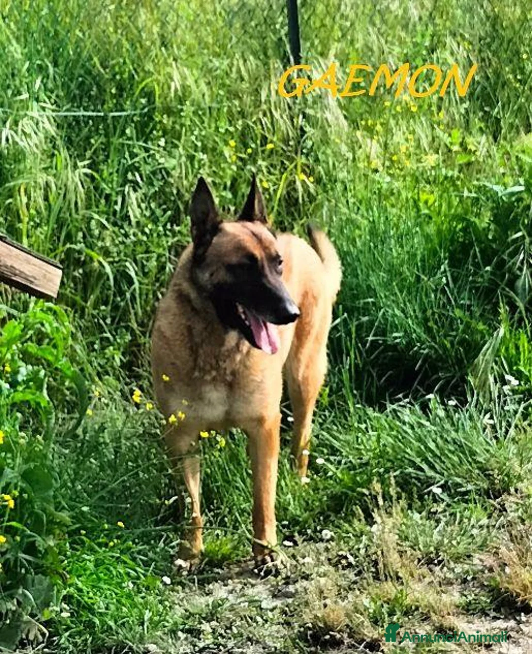 Altre razze cani in regalo: GAEMON Malinois bello come il sole a Città Metropolitana di Torino - Annuncio 1