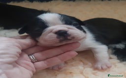 Boston Terrier cani in vendita: Boston terrier con pedigree  a Metropolitan City of Milan - Immagine 10