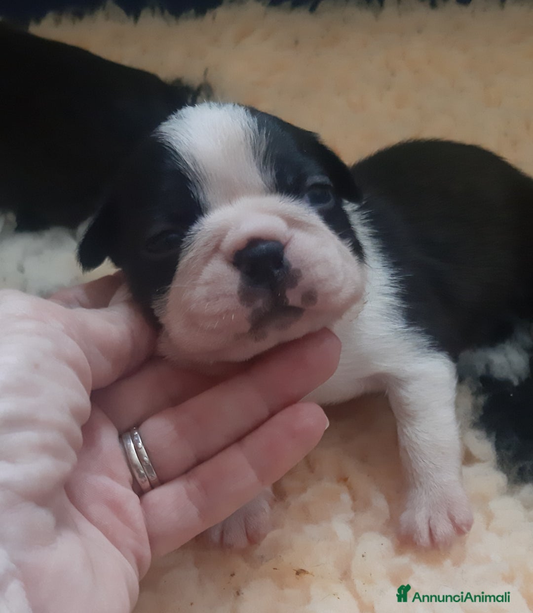 Boston Terrier cani in vendita: Boston terrier con pedigree  a Metropolitan City of Milan - Immagine 10