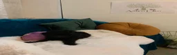 Barboncino cani in vendita: Barboncininnani neri - Annuncio 4