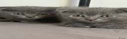 Scottish gatti in vendita: Scottish fold e straight blu con occhi arancioni a Provincia di Pavia - Annuncio 7