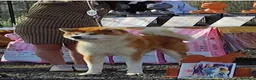 Akita Inu cani in vendita: Cuccioli di Akita Inu - Annuncio 3