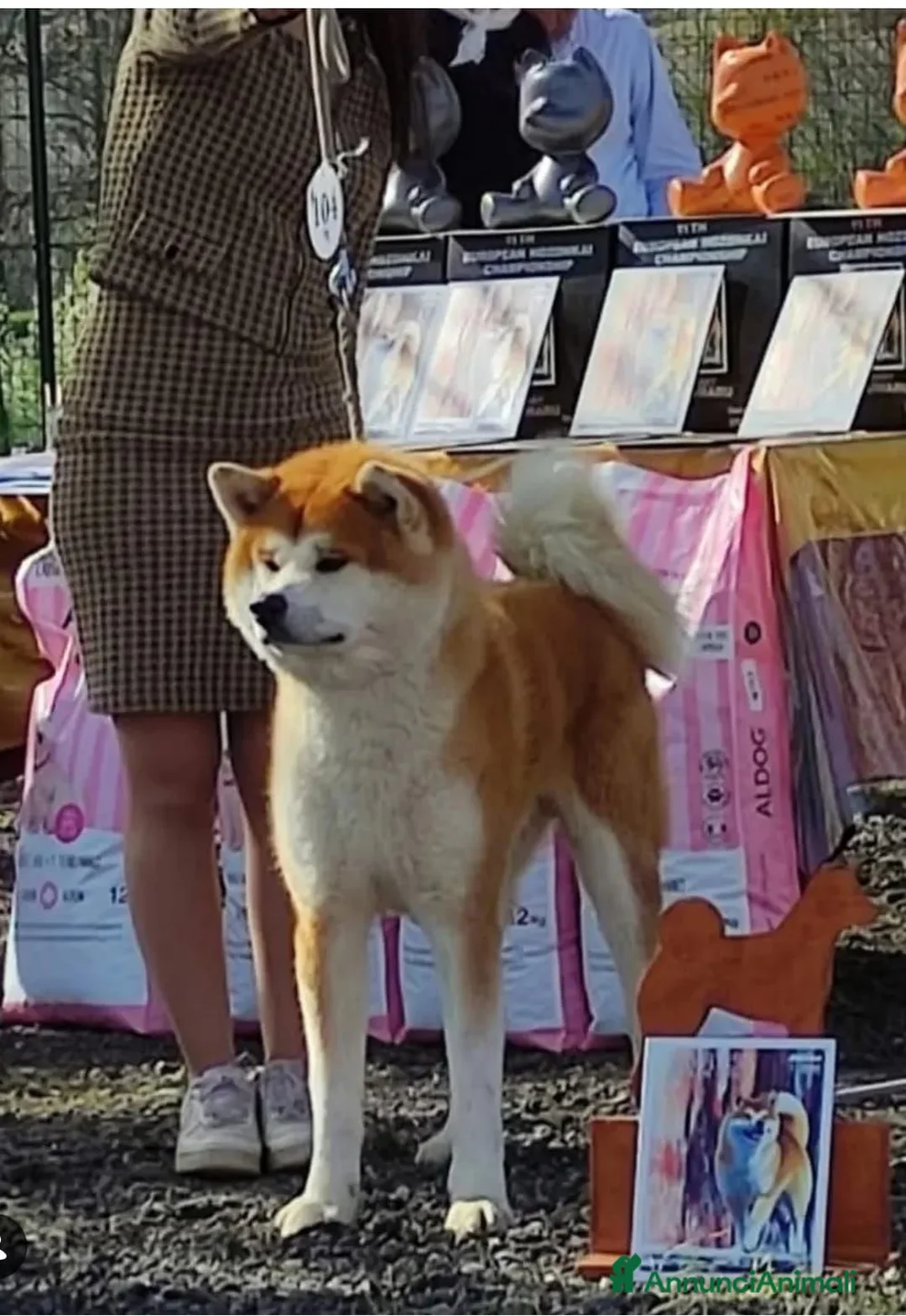 Akita Inu cani in vendita: Cuccioli di Akita Inu - Annuncio 3