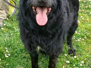 Meticcio cani NERONE TRADITO DA CHI PIU' AMAVA - Annuncio 36