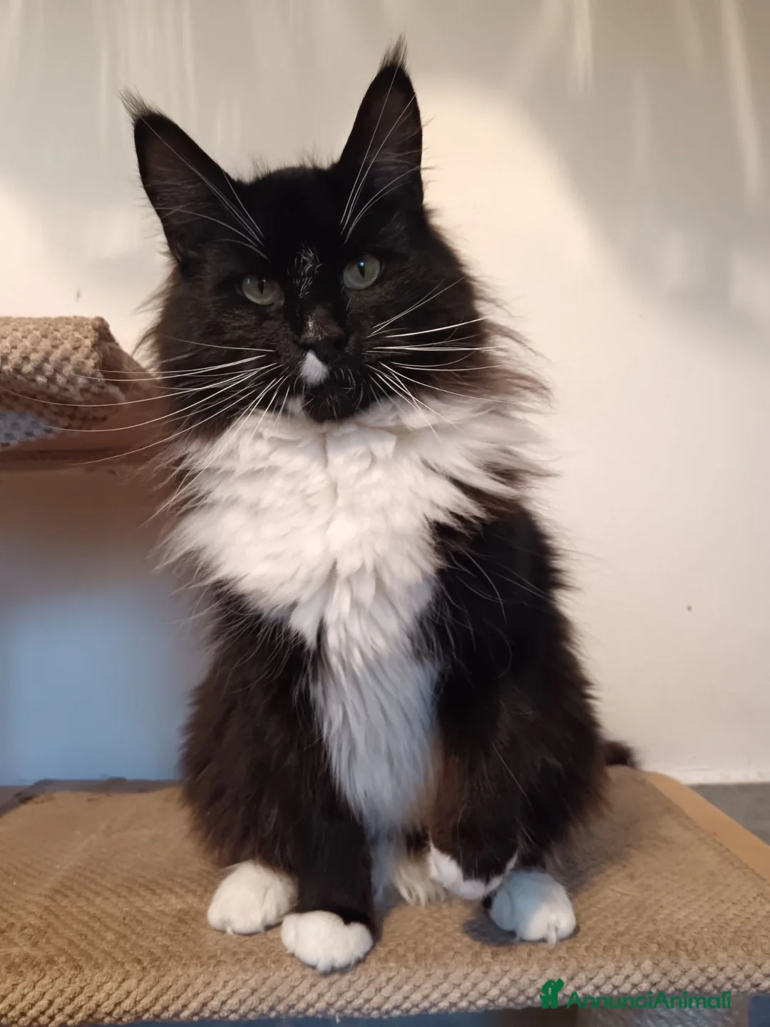 Maine Coon gatti in vendita: Femmine maine coon con pedigree Fife  - Annuncio 9
