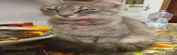 Altre razze gatti in vendita: Gattino (Padre Certosino) - Annuncio 14