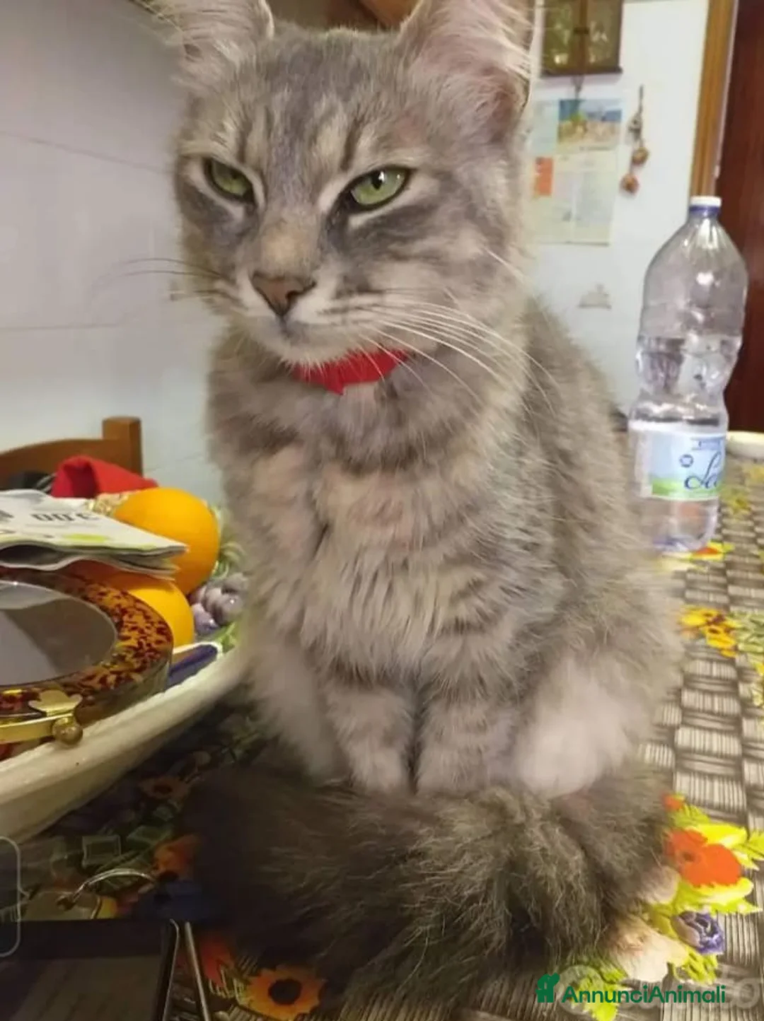 Altre razze gatti in vendita: Gattino (Padre Certosino) - Annuncio 14