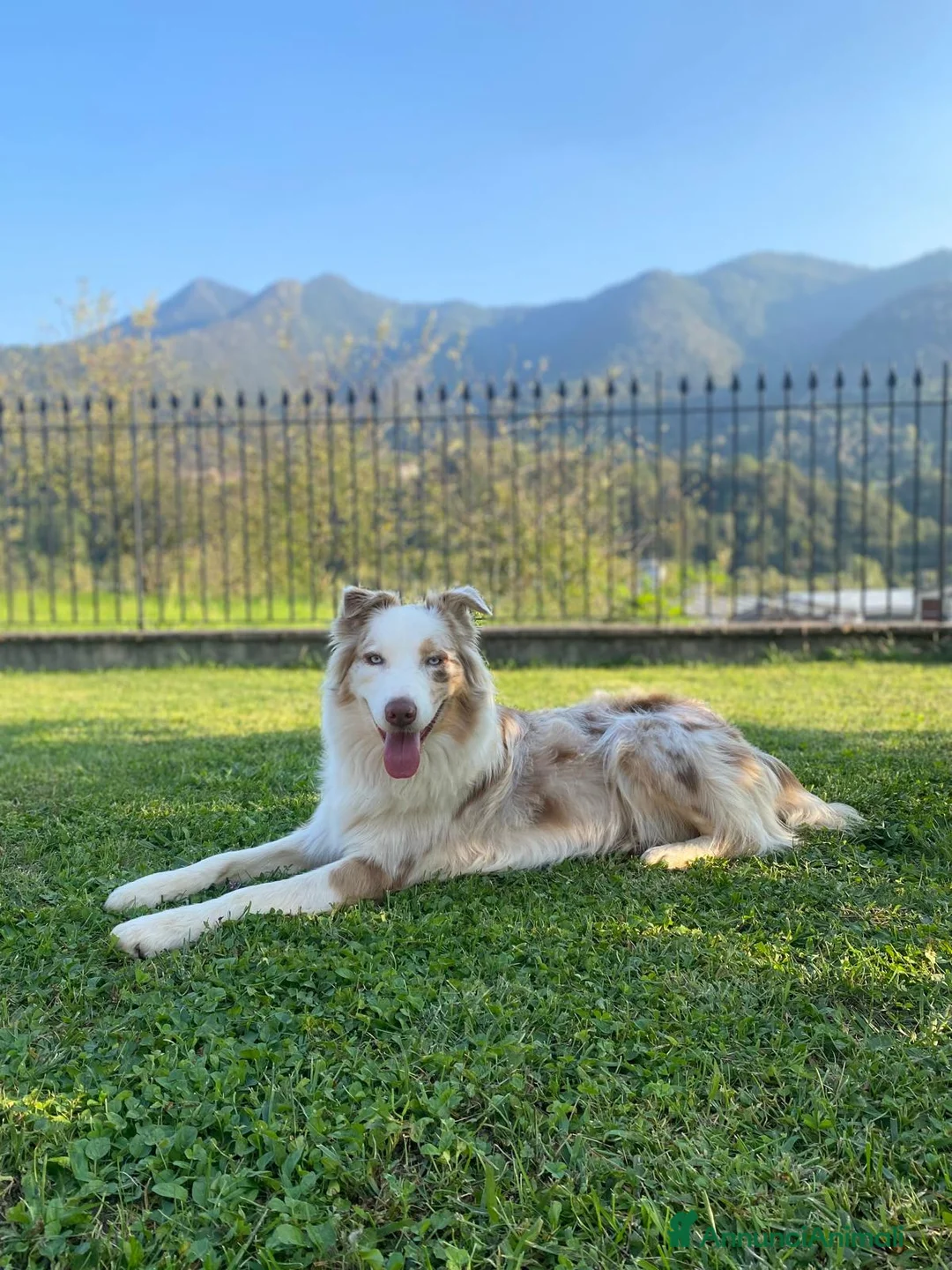 Australian Shepherd cani in vendita: CUCCIOLE PASTORE AUSTRALIANE RED TRICOLOR - Annuncio 2