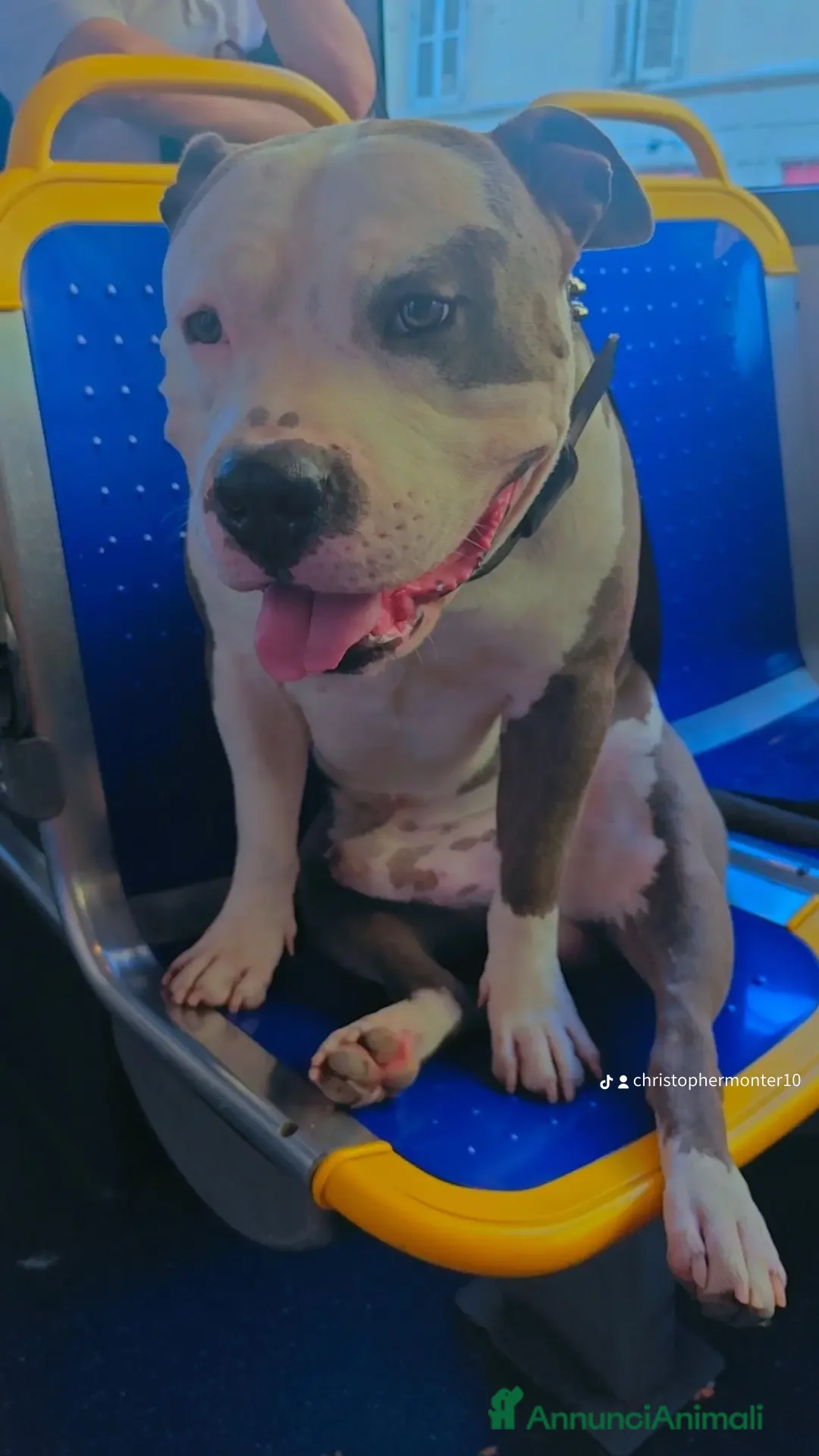 Pitbull cani per accoppiamento: Monta - Annuncio 18