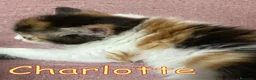 Europeo gatti in regalo: CHARLOTTE CERCA CASA!  - Annuncio 3