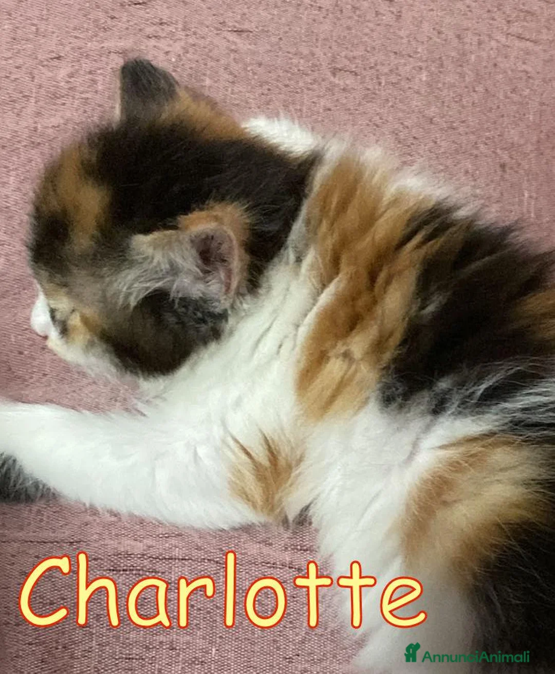 Europeo gatti in regalo: CHARLOTTE CERCA CASA!  - Annuncio 3