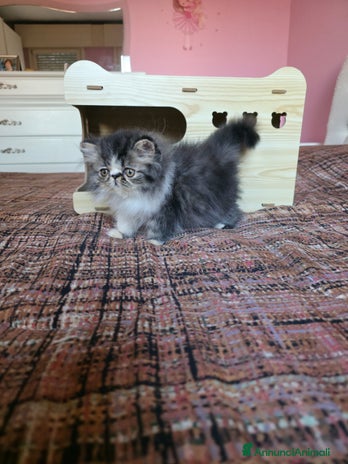 Persiano gatti Persiani cuccioli - Annuncio 10