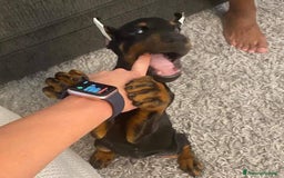 Dobermann cani in vendita: Dobermann puppy 🐶  a Provincia di Trieste - Immagine 2