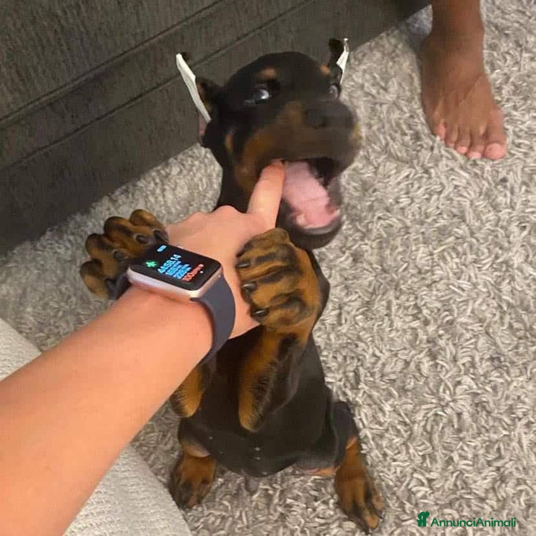Dobermann cani in vendita: Dobermann puppy 🐶  a Provincia di Trieste - Immagine 2