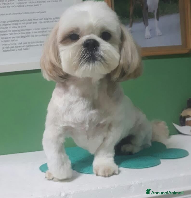 Shih Tzu cani PINOLO, SHIH TZU nanerottolo super simpatico - Annuncio 1