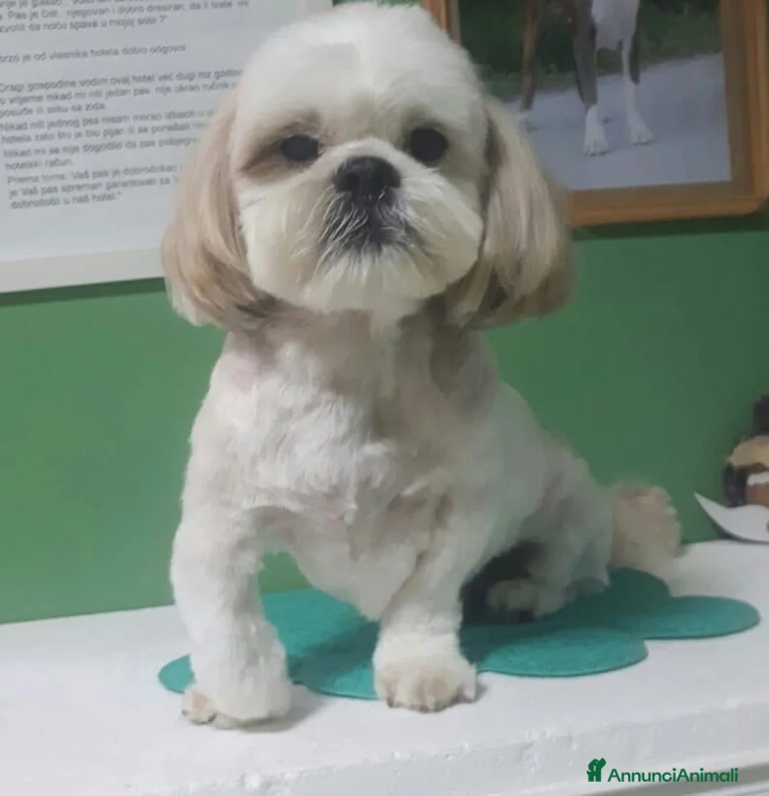 Shih Tzu cani in regalo: PINOLO, SHIH TZU nanerottolo super simpatico - Annuncio 1