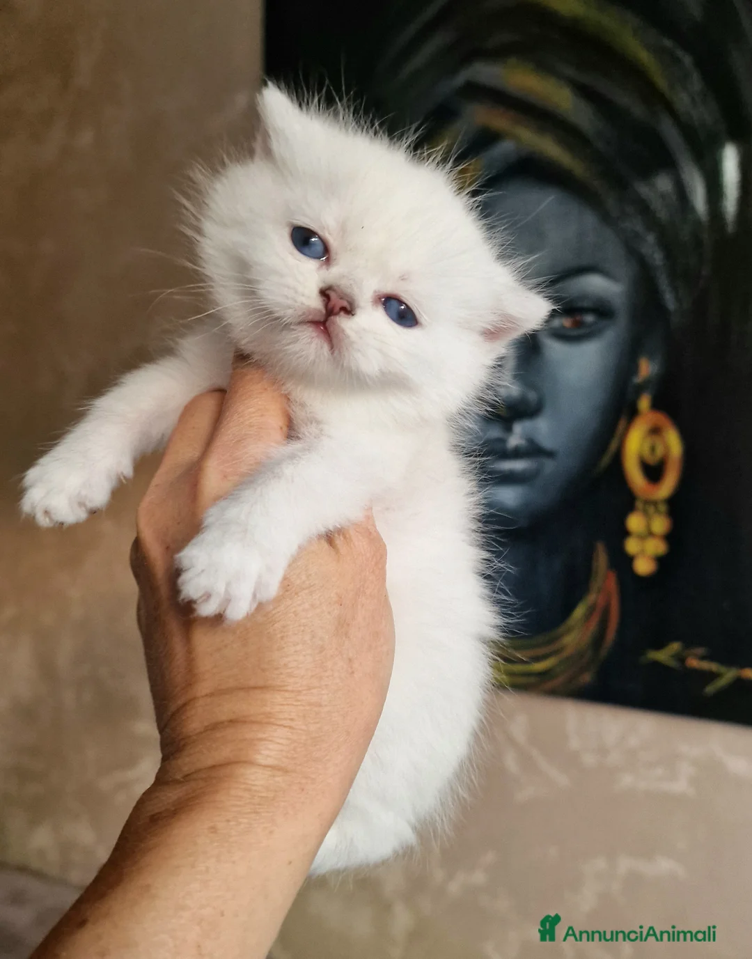 British gatti in vendita: British shorthair e longhair  - Annuncio 2