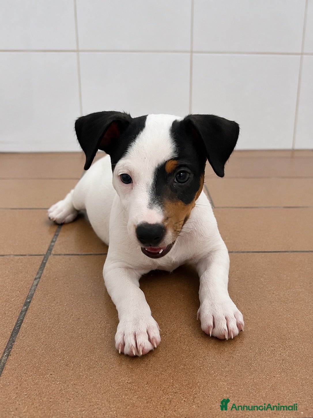 Jack Russell cani Jack russell - Annuncio 3