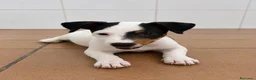 Jack Russell cani in vendita: Jack russell - Annuncio 1