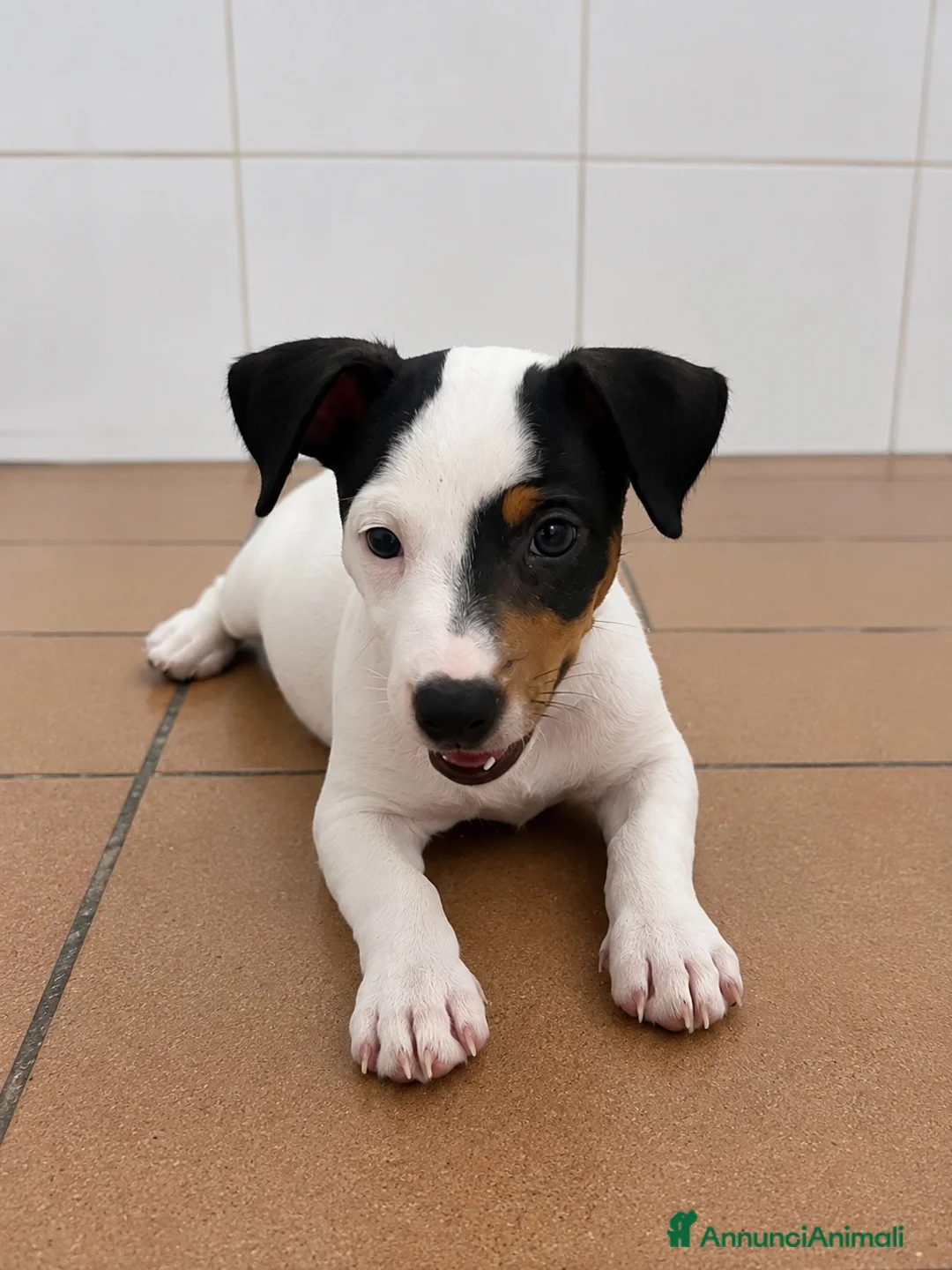 Jack Russell cani in vendita: Jack russell - Annuncio 1