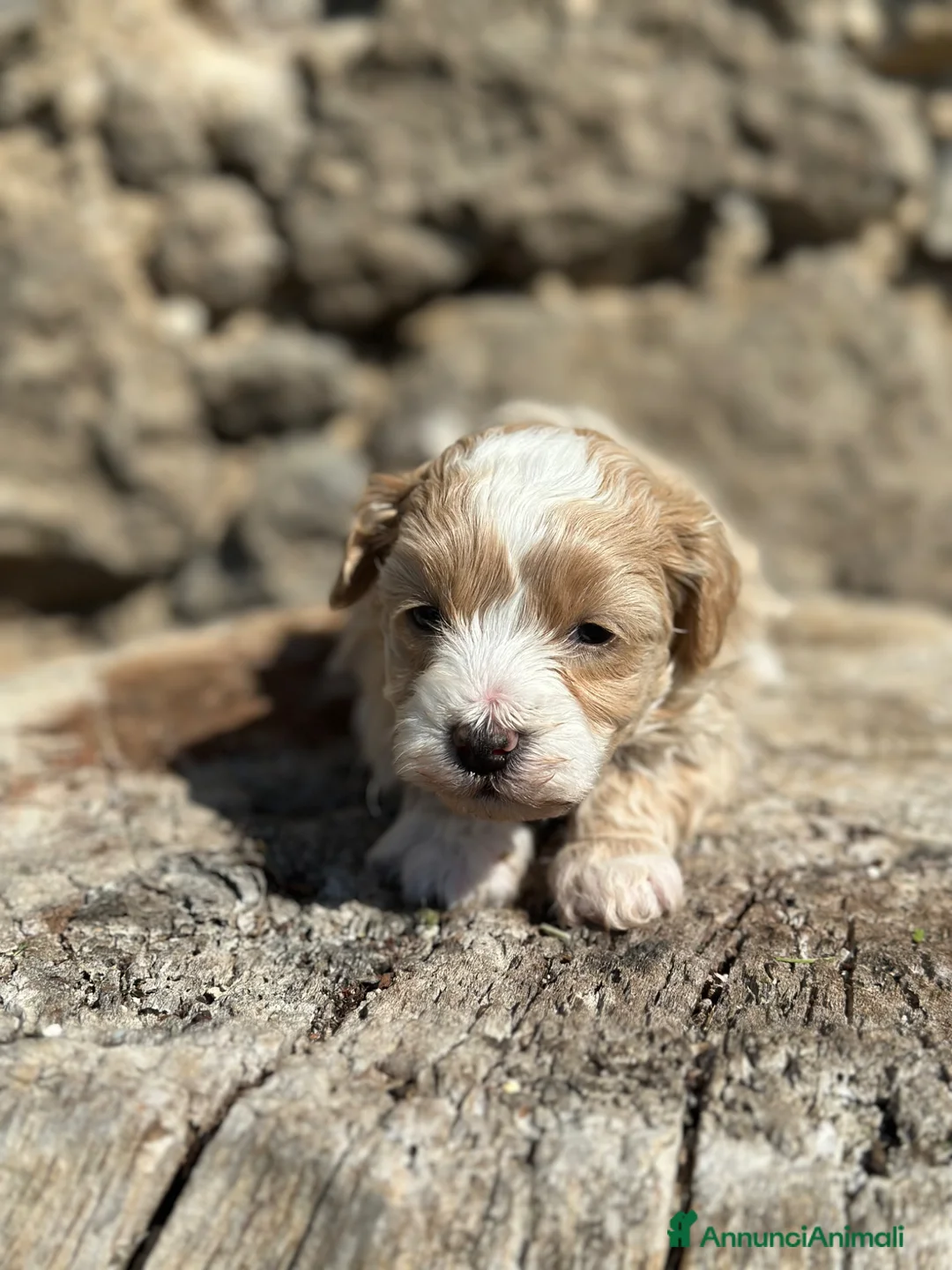Maltipoo cani in vendita: Cuccioli Maschi di Maltipoo - Annuncio 2