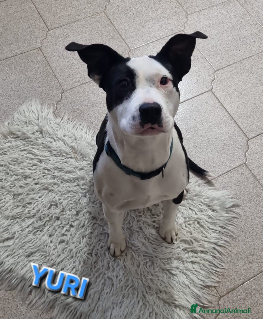 Meticcio cani UNA MAMMA PER YURI - Annuncio 19