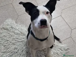 Meticcio cani UNA MAMMA PER YURI - Annuncio 19