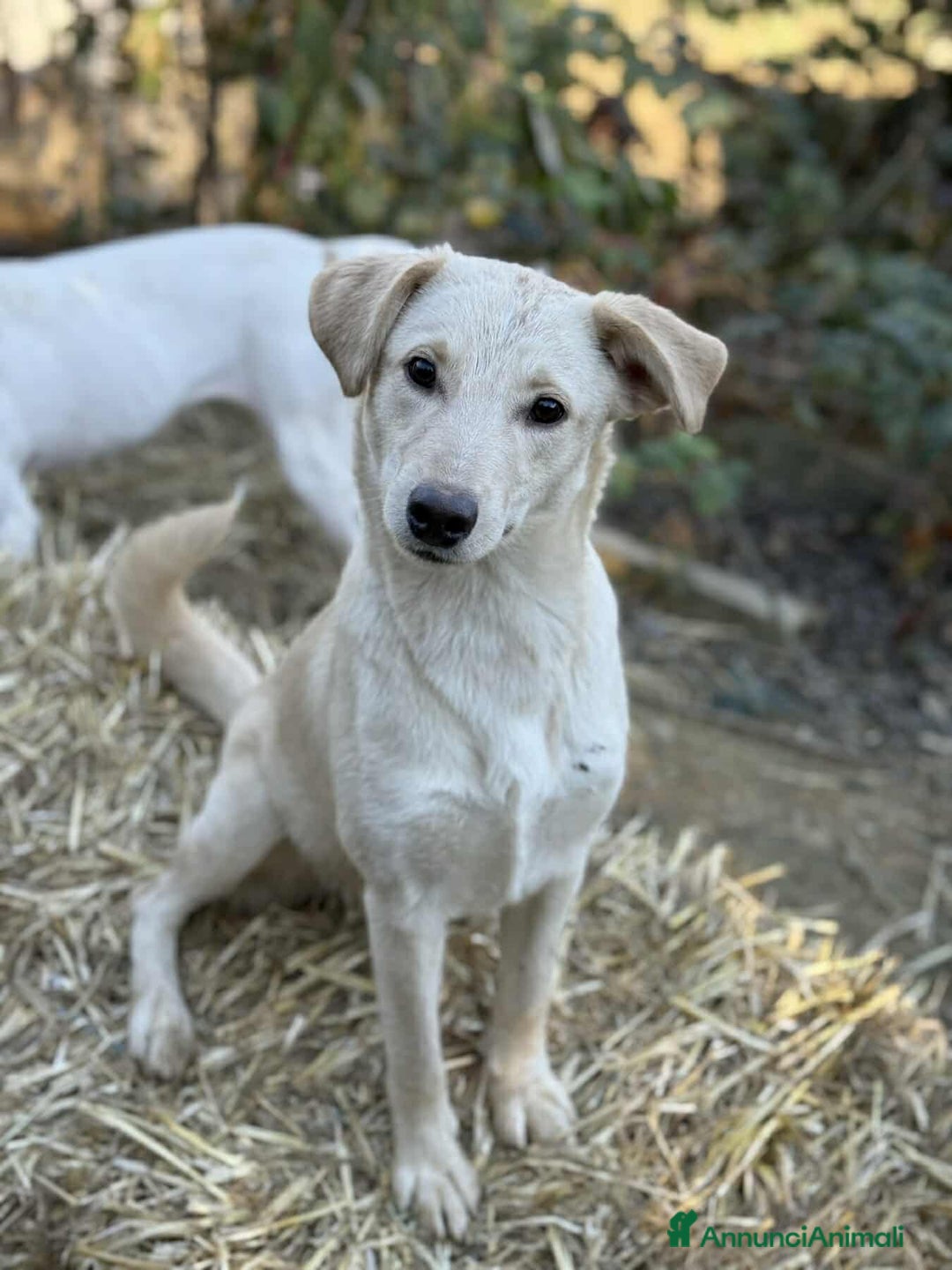 Meticcio cani in regalo: GANA, cucciola super coccolona! Mini Labradorina - Annuncio 2