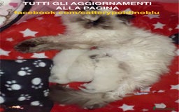 Persiano gatti in vendita: Cucciola persiano seal point a Provincia di Verona - Immagine 5