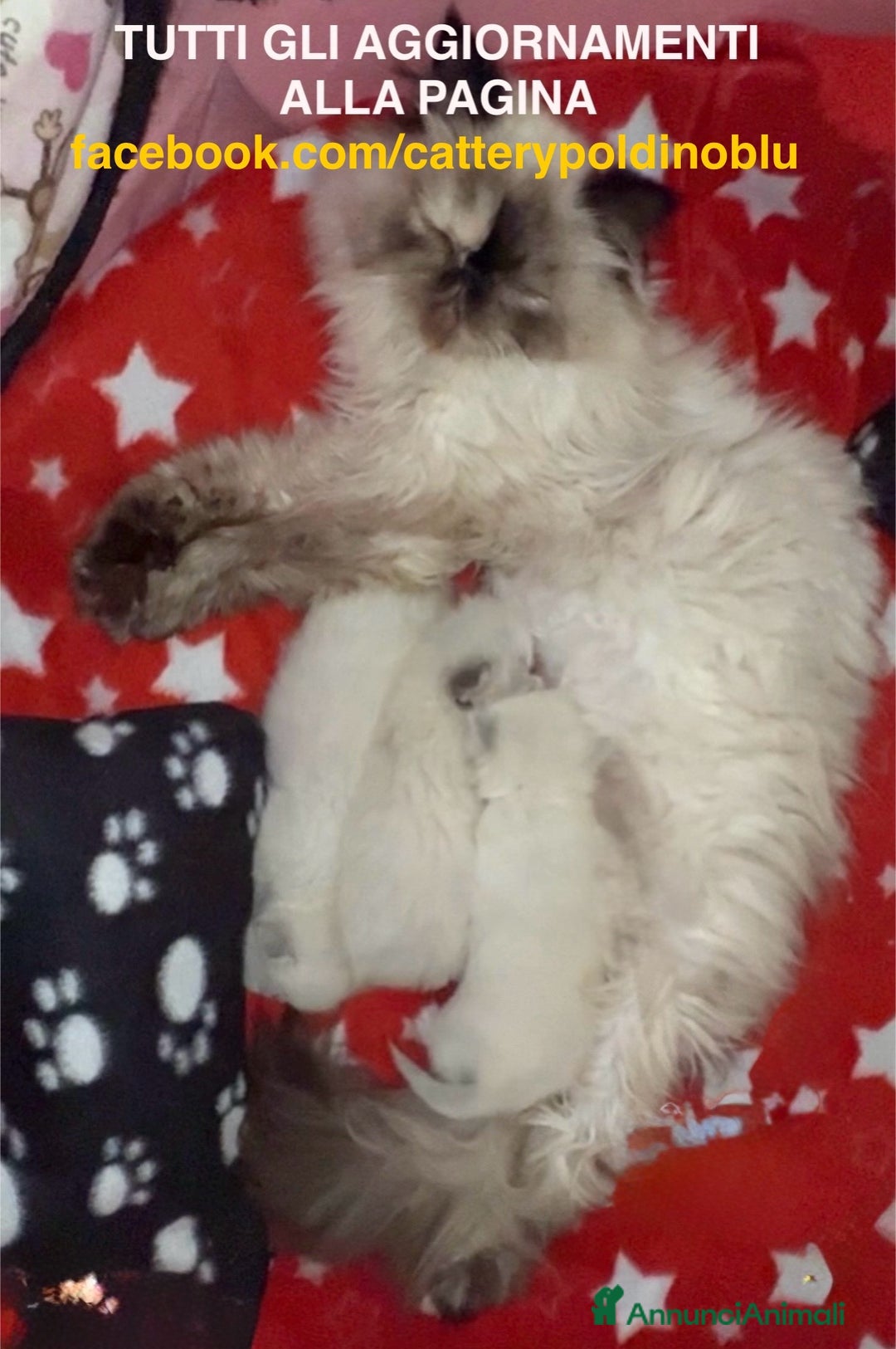Persiano gatti in vendita: Cucciola persiano seal point a Provincia di Verona - Immagine 5