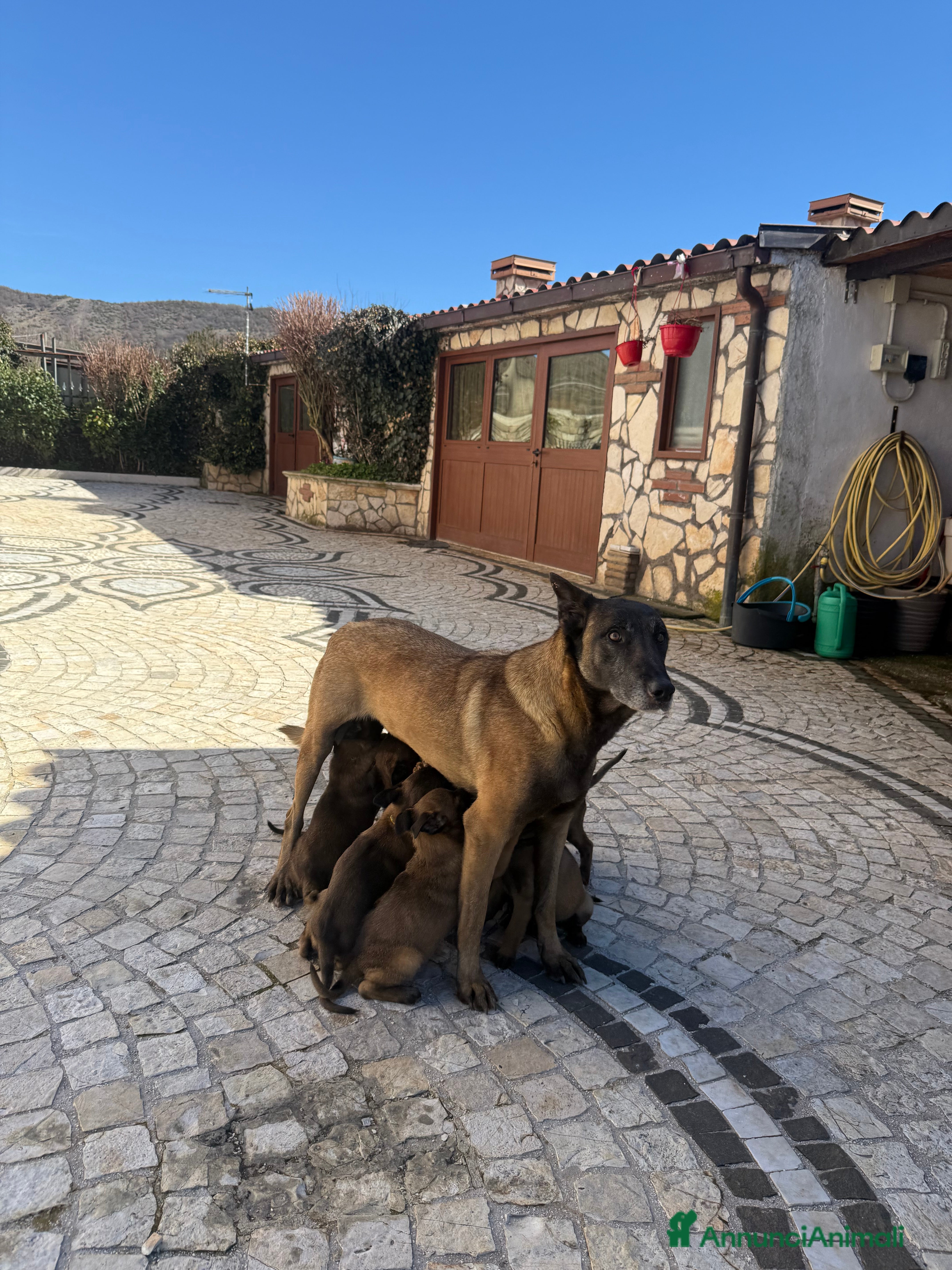 Pastore Belga cani Pastore Belga Malinois a Provincia dell'Aquila - Annuncio 24