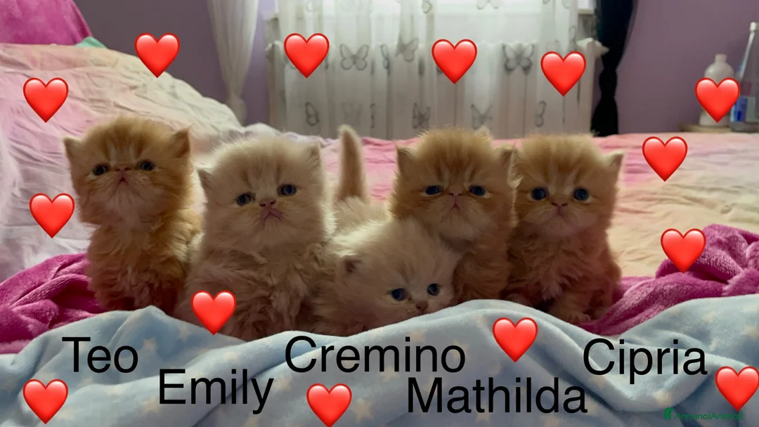 Persiano gatti in vendita: gattini persiani - Annuncio 2