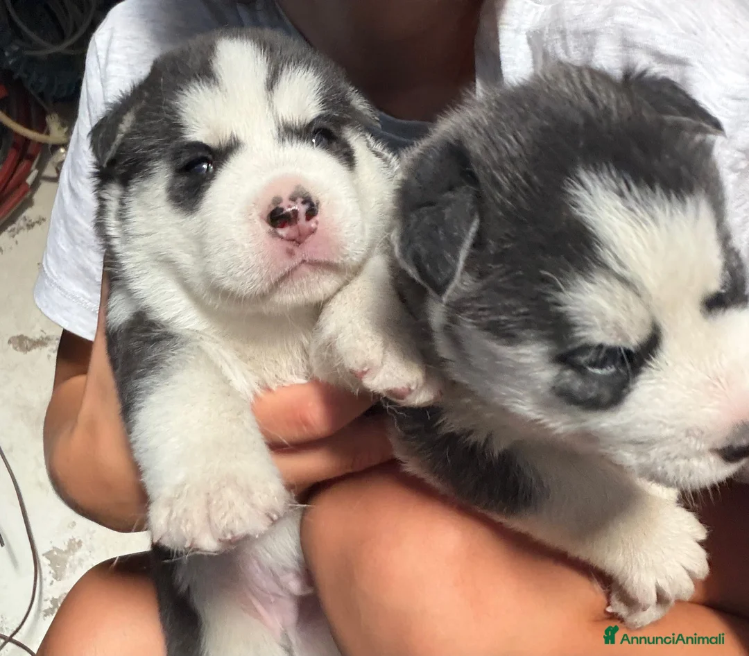 Husky cani in vendita: Cuccioli husky  - Annuncio 9