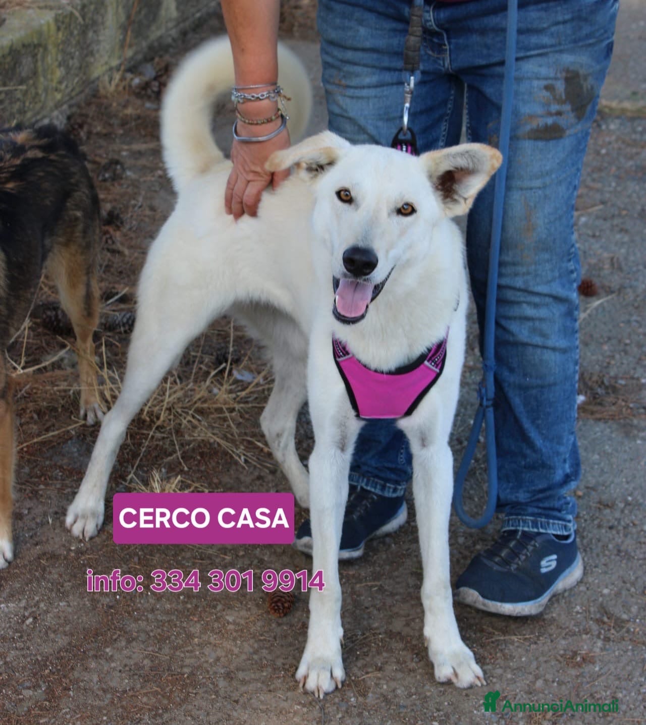 Meticcio cani ERIS 🩷 impossibile non sorriderle - Annuncio 35