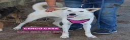 Meticcio cani in regalo: ERIS 🩷 impossibile non sorriderle a Provincia di Reggio Emilia - Annuncio 1