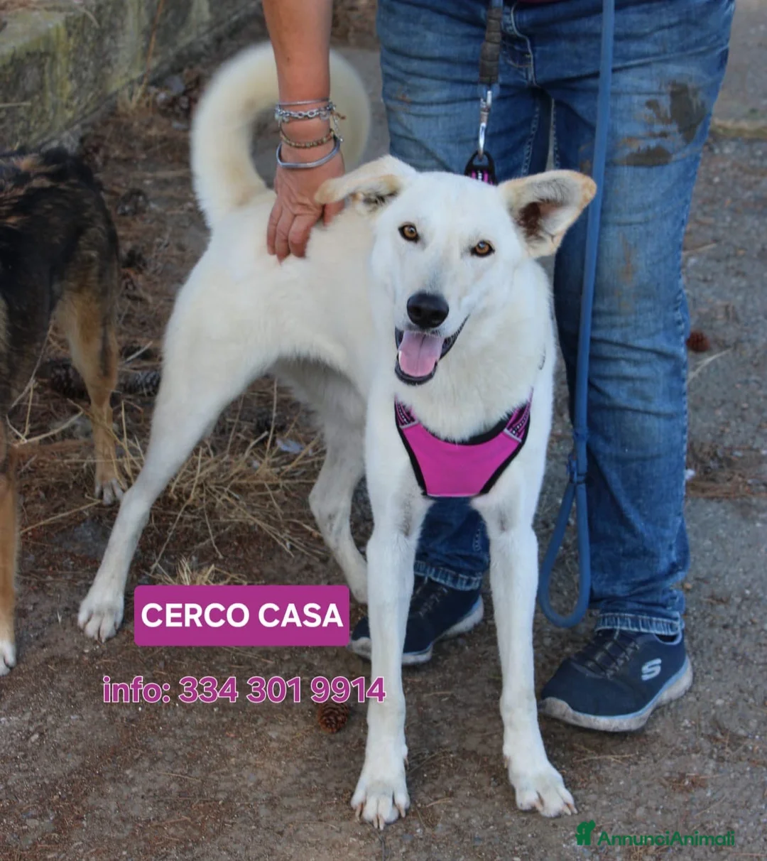 Meticcio cani in regalo: ERIS 🩷 impossibile non sorriderle a Provincia di Reggio Emilia - Annuncio 1