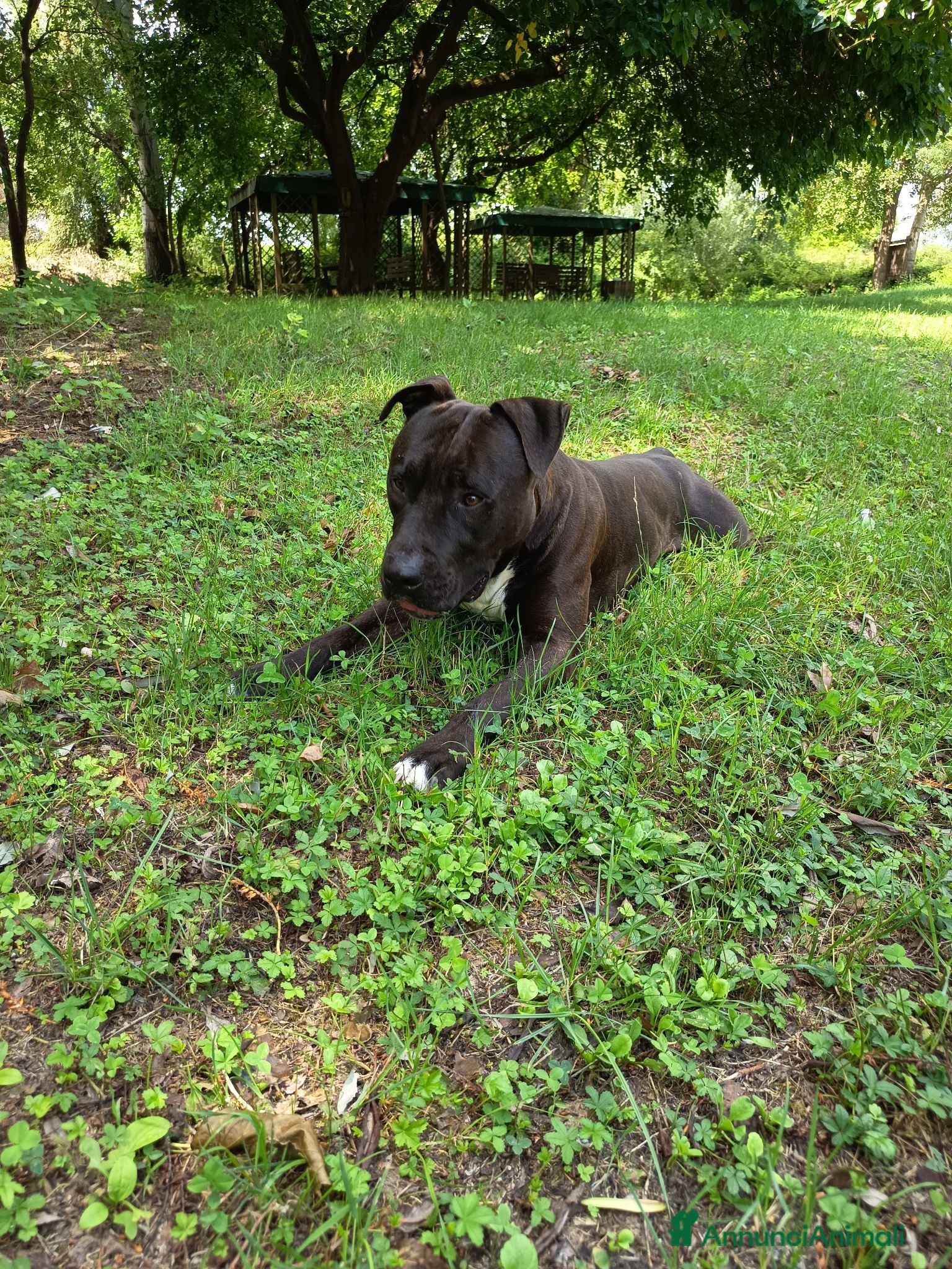 American Staffordshire cani Amstaff Maschio 2 anni cerca casa - Annuncio 1