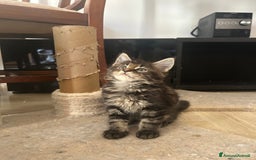Maine Coon gatti in vendita: Maine Coon pedigree Anfi a Provincia di Modena - Immagine 28