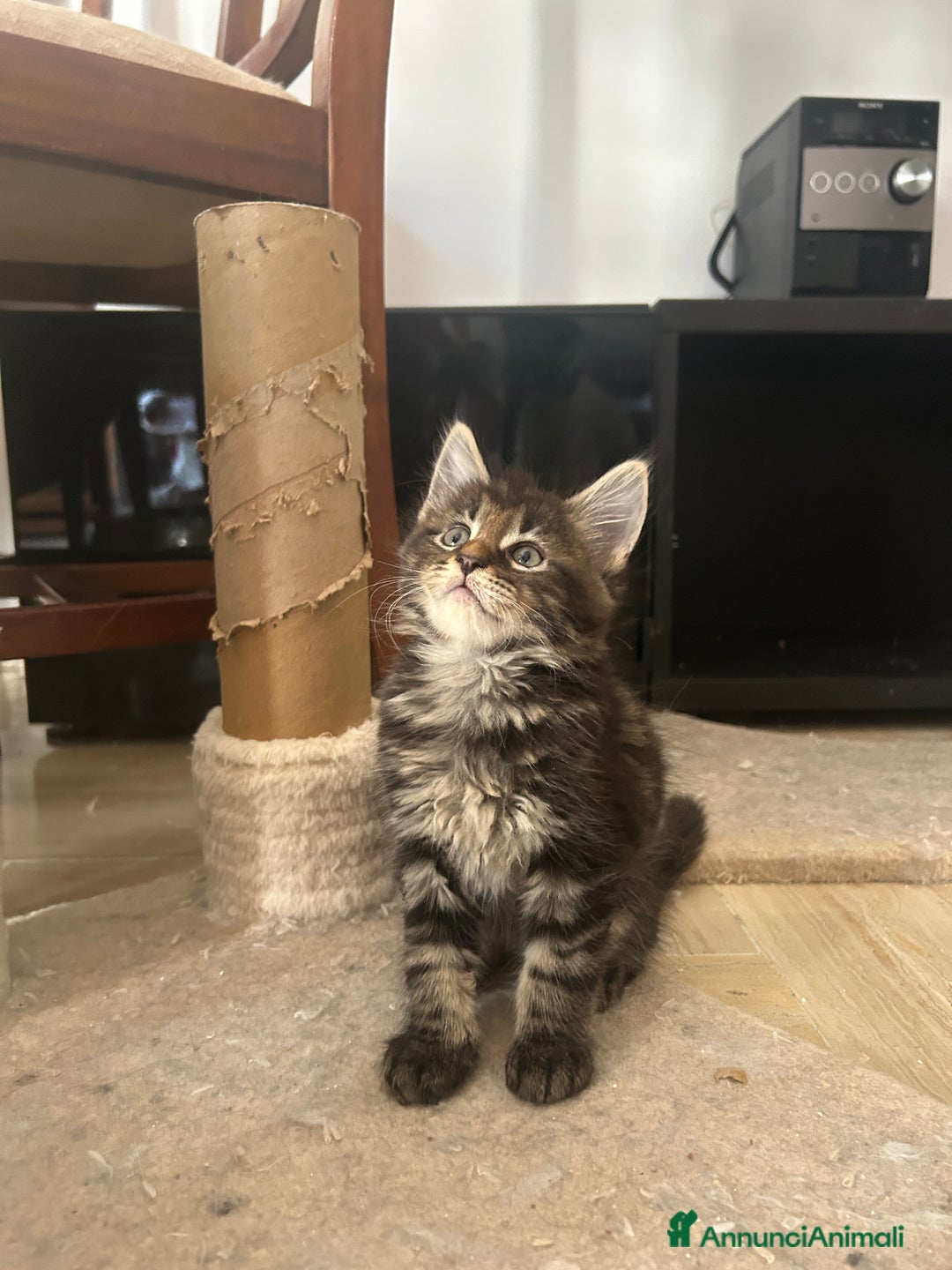 Maine Coon gatti in vendita: Maine Coon pedigree Anfi a Provincia di Modena - Immagine 28