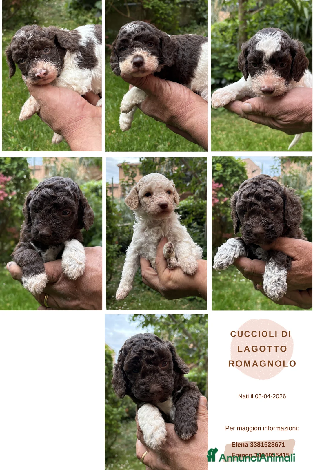 Lagotto cani in vendita: Cuccioli di Lagotto romagnolo - Annuncio 2