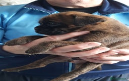 Boxer cani in vendita: boxer cuccioli a Turbigo - Immagine 4