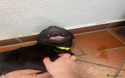 Labrador cani in vendita: Labrador  a Città metropolitana di Roma Capitale - Immagine 18