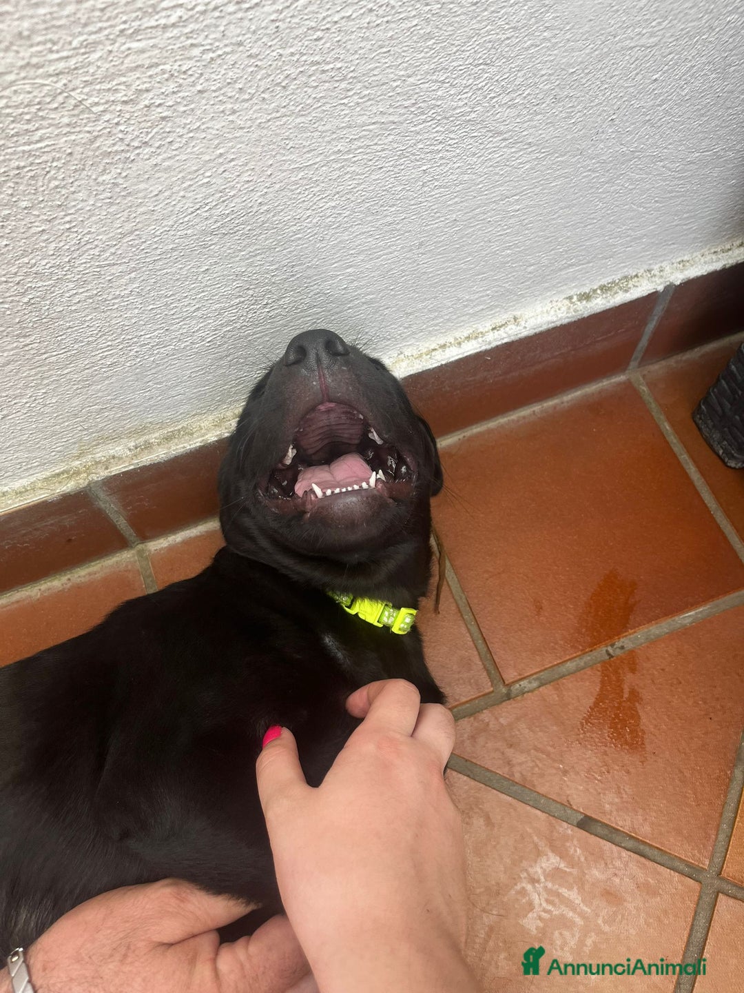 Labrador cani in vendita: Labrador  a Città metropolitana di Roma Capitale - Immagine 18