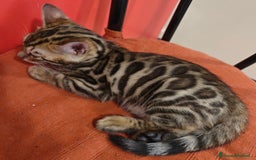 Bengala gatti in vendita: Cuccioli di Bengala - Immagine 6