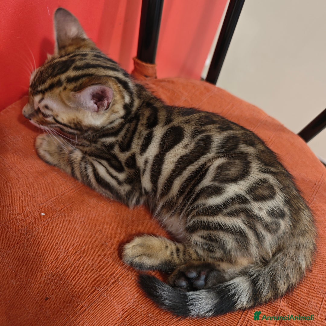 Bengala gatti in vendita: Cuccioli di Bengala - Immagine 6