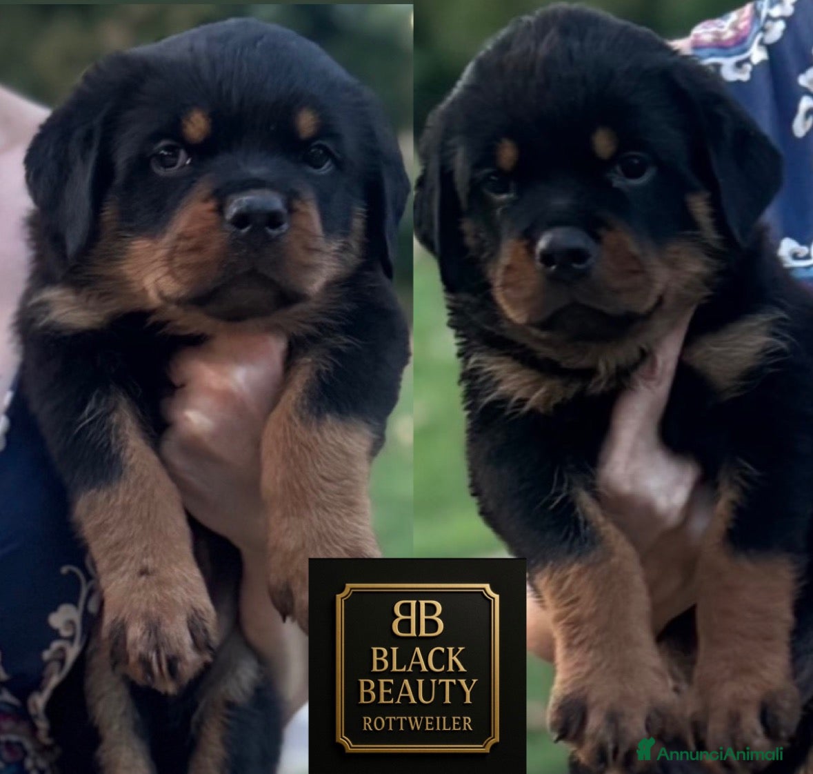 Rottweiler cani in vendita: Rottweiler con pedigree pagamenti agevolati  - Annuncio 2