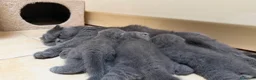 Scottish gatti in vendita: Cuccioli Scottish Fold Blue  - Annuncio 6