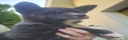 Akita Inu cani in vendita: Akita inu maschio  a Provincia di Como - Annuncio 4