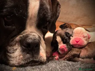 Boxer cani CUCCIOLE DI BOXER - Annuncio 2
