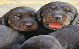 Alpenlaendische Dachsbracke cani in vendita: Cuccioli Alpenlaendische Dachsbracke Pedigree a Città Metropolitana di Torino - Immagine 5